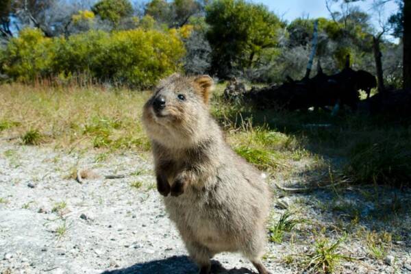 癒し効果絶大 かわいい動物たちを見てセロトニンの分泌をうながし心の平穏を保つ会 21年10月22日 エキサイトニュース