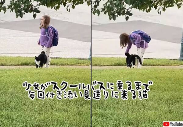 少女に付き添いバス停まで一緒に歩き、スクールバスに乗るのを見届けるのが日課の猫