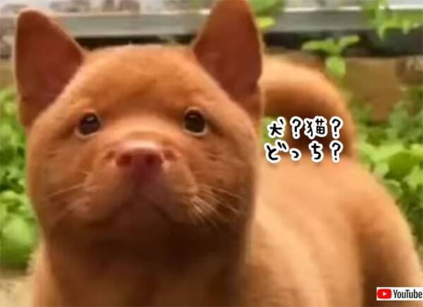 犬なの 猫なの どっちにも見えてくる不思議な動物 21年11月24日 エキサイトニュース