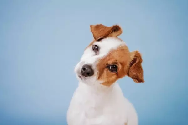ペット 犬猫 が飼い主の死体を食べたがる理由が超ヤバい 顔面を剥がし 首をかじり 骨を巣材に 理由は食欲ではなかった 17年7月11日 エキサイトニュース