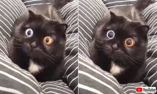 キャッツアイの不思議を間近で激写 くりりんおめめが可愛いスコティッシュフォールド 21年11月4日 エキサイトニュース