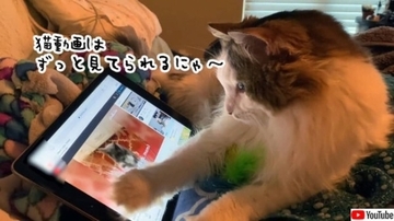 やっぱ猫動画は癒されるわ。タブレットで猫動画に見入る猫