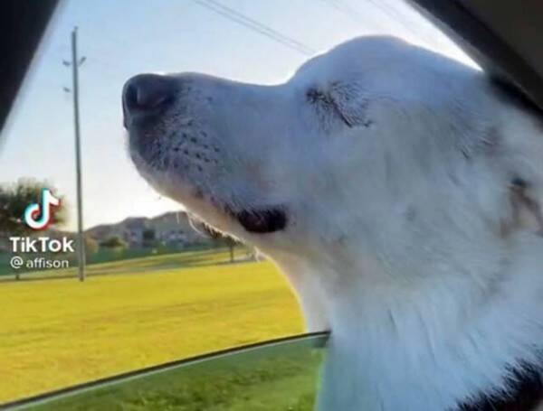 大好きな公園に向かっていることに気付いた盲目の犬のうれしそうな仕草にネットが涙で水浸し 21年11月8日 エキサイトニュース 大好きな公園に向かっていることに気付いた盲目の犬のうれしそうな仕草にネットが涙で水浸し 21年11月8日 エキサイトニュース