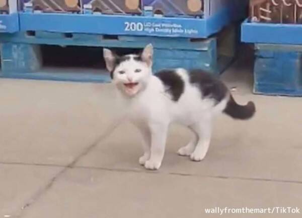 買い物に行ったら店内で子猫を発見 最高のクリスマスプレゼントと家族に迎え入れた女性 21年11月10日 エキサイトニュース