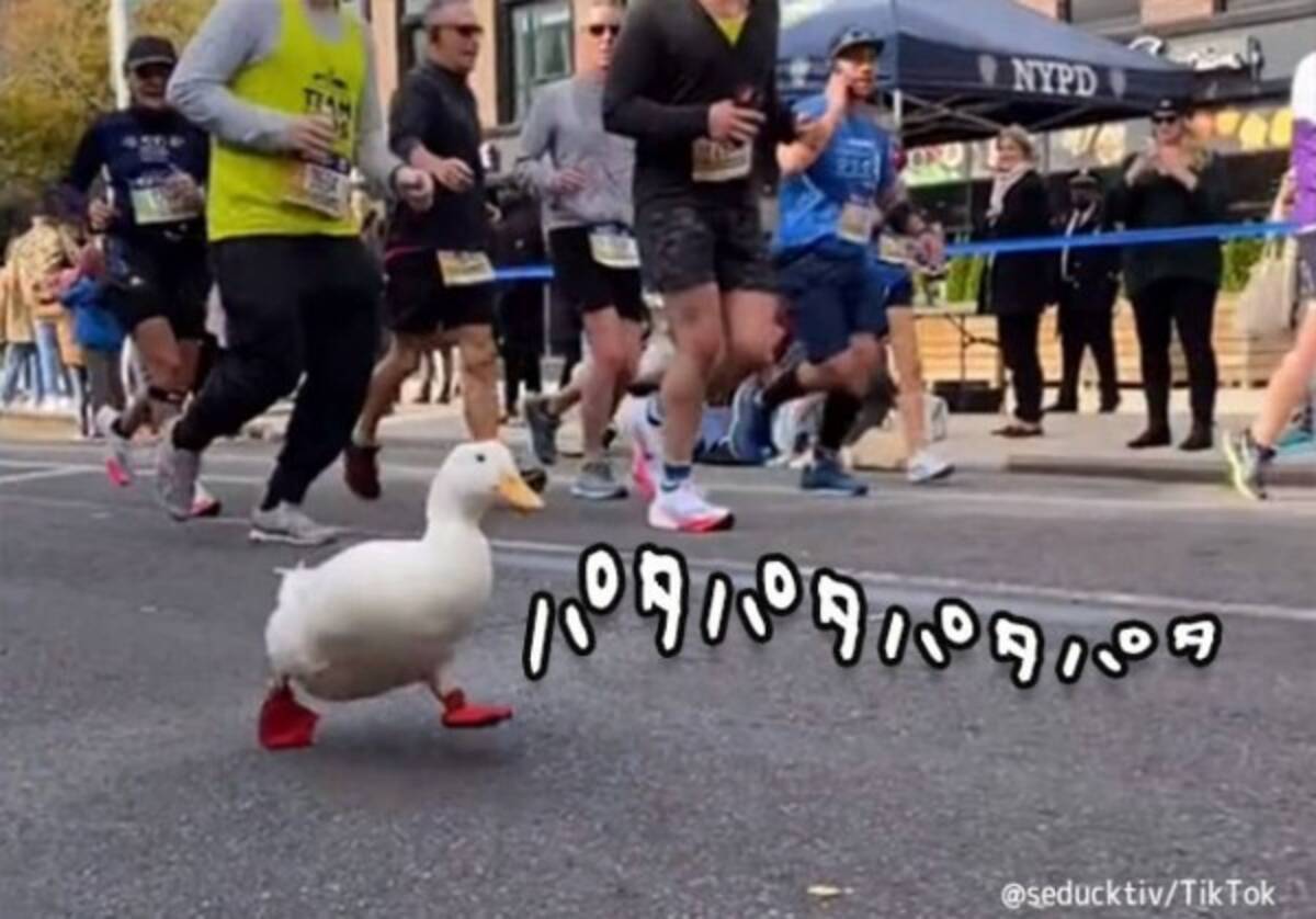 ニューヨークマラソンにアヒルが参戦 赤い靴で勝負に挑む 21年11月12日 エキサイトニュース