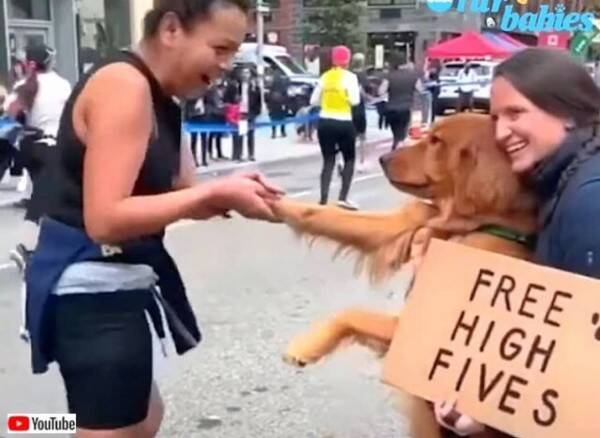 ボクとタッチしようよ Nycマラソンの沿道でフリーハイタッチをしている犬がいた 21年11月12日 エキサイトニュース