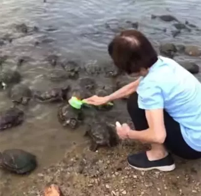 竜宮城に招待されるやつ ひっくり返った亀を角で助ける水牛 21年12月21日 エキサイトニュース