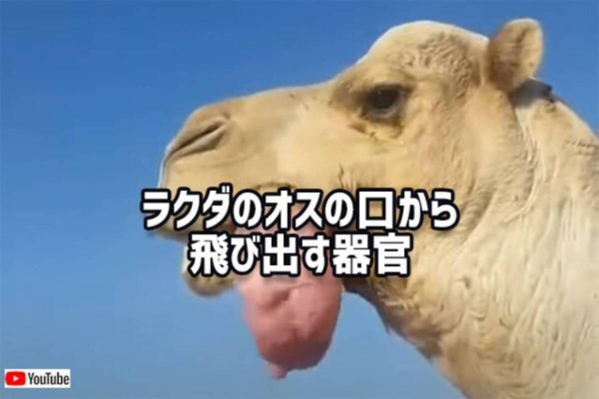 ラクダのオスは求愛の為に口から臓物のような器官を出す 21年12月27日 エキサイトニュース