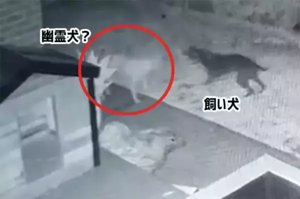 愛犬と一緒に遊んでいるのは幽霊犬？そこにいるはずのない白く透けて見える犬が監視カメラにとらえられる