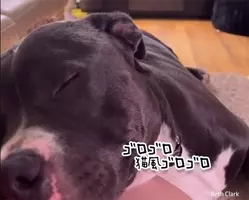 犬に悟られずに犬の頭を撫でたかった猫のがんばり 21年6月27日 エキサイトニュース