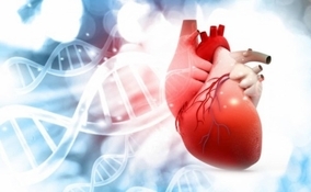 心臓に新しい細胞を発見。心拍数を調節する機能
