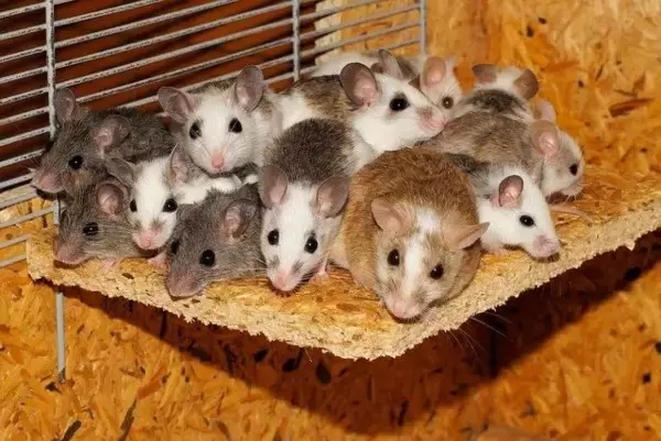 オスとメスの産み分けに100％成功、遺伝子編集技術を使ったマウス実験
