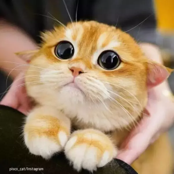 大きなお目目！アニメ顔を持つ猫がネットアイドルに