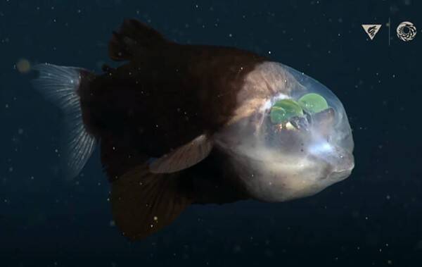 頭だけぱっくり透けて見える深海魚 デメニギス の最新映像 21年12月11日 エキサイトニュース