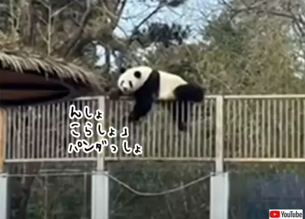 動物園からパンダが脱走！想定外の事案になぜかほっこり