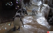 ペンギンのシャボン玉遊びはクチバシで割ることからはじまる