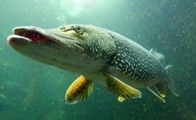 魚の水銀汚染は水銀の流出を止めることで速やかに回復することが判明