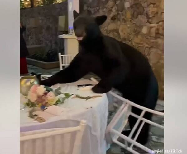 招待したっけ？まあいっか。結婚式にクマが乱入するも落ち着いて食事を続ける参加者たち
