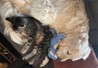 猫がつらい過去を持つ犬の不安を癒す。見守りカメラがとらえた尊い瞬間