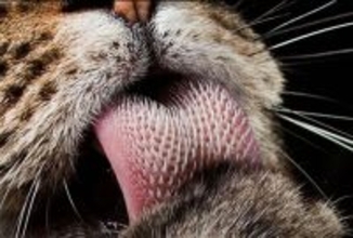 トラの舌に隠された驚異。金属製削り器レベルの破壊力を持つ「糸状乳頭」の秘密