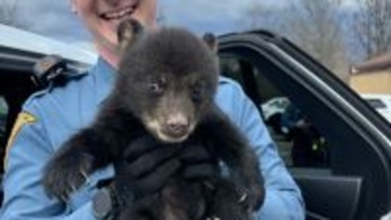 高速道路脇で孤立した赤ちゃんグマを発見！ニュージャージーの警察官が迅速に保護