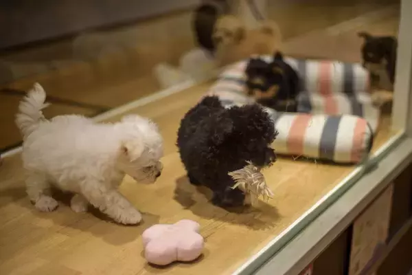 コロラド州も。ペットショップでの犬猫の販売を禁止する法律を制定