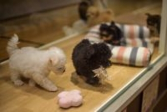 コロラド州も。ペットショップでの犬猫の販売を禁止する法律を制定