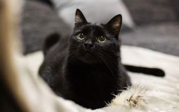 飼い主が寝ている間に発作を予知した猫。一晩中寄り添い「ふみふみ」で安心させる