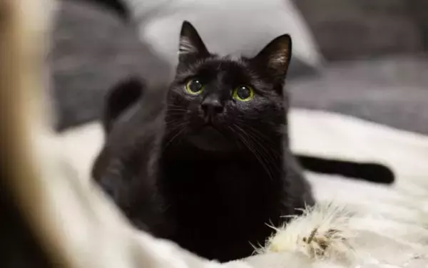 飼い主が寝ている間に発作を予知した猫。一晩中寄り添い「ふみふみ」で安心させる