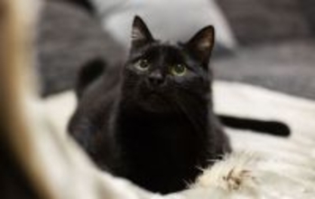 飼い主が寝ている間に発作を予知した猫。一晩中寄り添い「ふみふみ」で安心させる