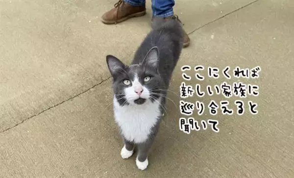 やっと来たか同居人。引っ越してすぐに玄関に現れた猫がそのまま家族に（CDS活動報告）