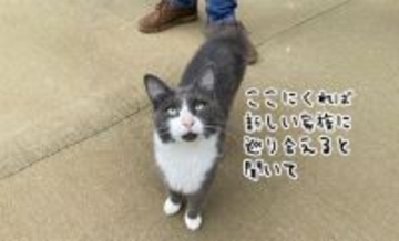 やっと来たか同居人。引っ越してすぐに玄関に現れた猫がそのまま家族に（CDS活動報告）