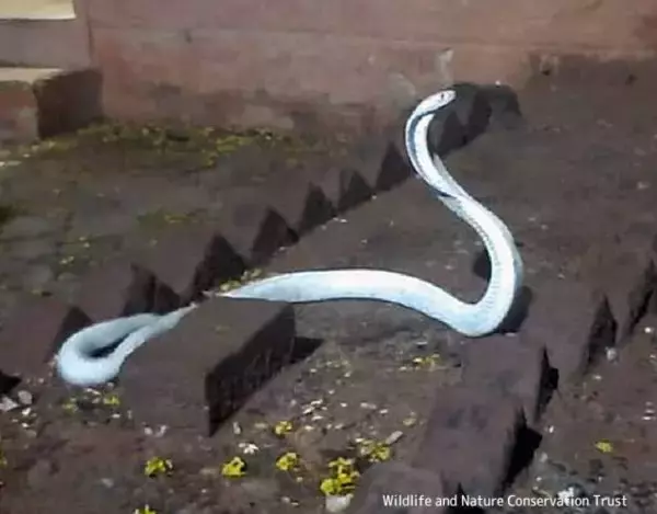 インドで白いコブラが民家に侵入。珍しいアルビノコブラ