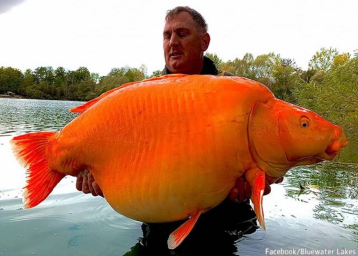 Massive carp named Carrot strikes again at French lake