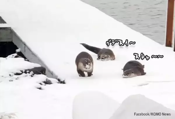 ズサーッ! カワウソたちが楽しそうにお腹で雪滑り
