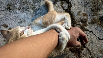 猫は偶然現れるのではない、派遣されているのだ。「CDS（猫分配システム）」の謎に迫る!