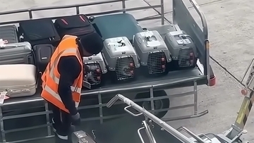 飛行機の貨物として運ばれる猫たち全てに愛情を注ぐ係員の姿に感動