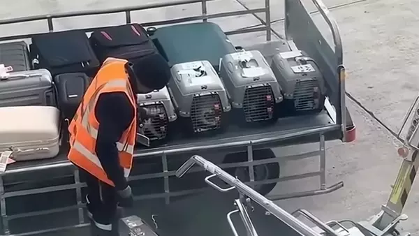 飛行機の貨物として運ばれる猫たち全てに愛情を注ぐ係員の姿に感動