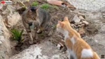 田舎暮らしは悩みが尽きない？ポルトガルの都会派猫ボーイ、新たなストーカー猫の出現に困惑する
