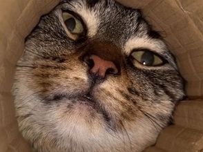 猫が筒に顔を突っ込む表情がなんともかわいい「プリングルス・キャット」