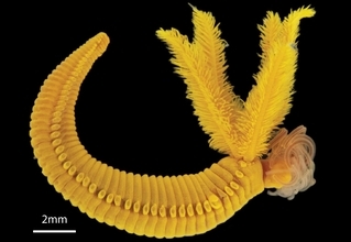 毒には毒を。ヒ素と硫化物を体内に取り込み、毒性を抑えた鉱物に変える深海のワーム
