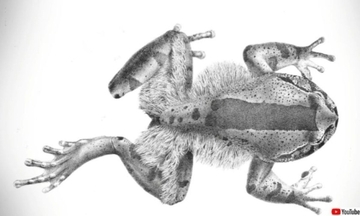 指を折って皮膚から突き出し爪代わりに。ケガエルの驚きの生存戦略