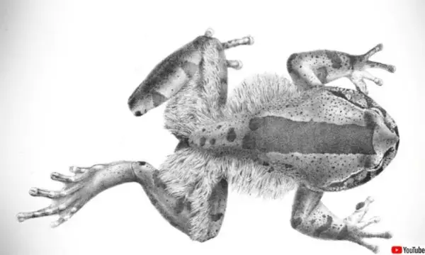 指を折って皮膚から突き出し爪代わりに。ケガエルの驚きの生存戦略