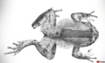 指を折って皮膚から突き出し爪代わりに。ケガエルの驚きの生存戦略