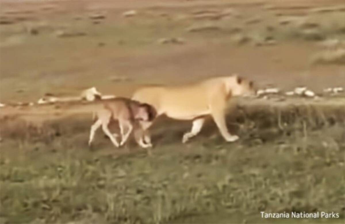 母性本能が狩猟本能を越えた時 ライオンがヌーの子供と寄り添いながら歩く姿が目撃される 22年1月16日 エキサイトニュース