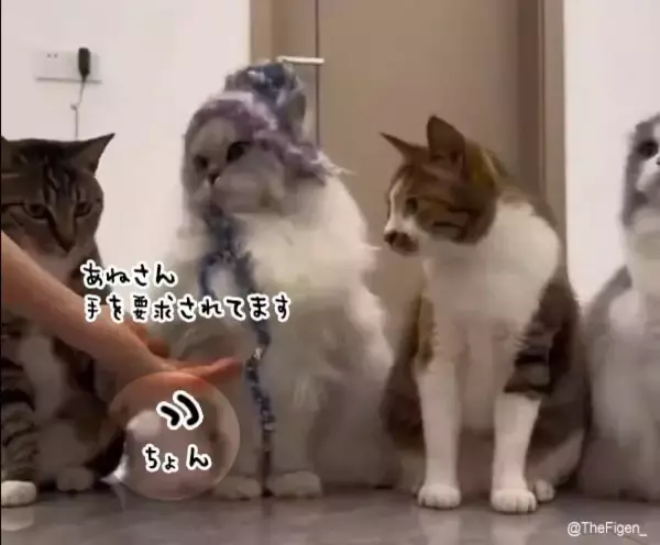 猫の握手会の様子。おすまし猫にさりげなく合図を出す隣の猫の様子をご覧ください