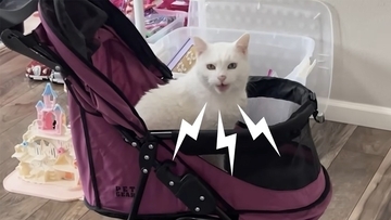 毎日3回、ベビーカーで散歩をさせろと鳴いてせがむ猫は19歳。