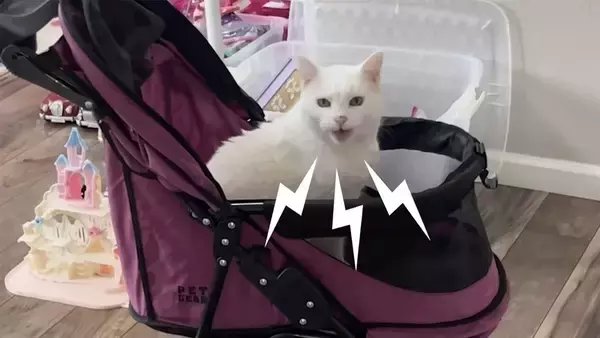 毎日3回、ベビーカーで散歩をさせろと鳴いてせがむ猫は19歳。