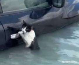 洪水で流された猫、水没した車のドアに必死にしがみついていたところを無事救助