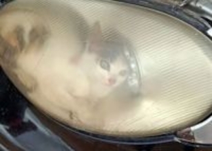 ヘッドライトの中に入り込んでしまった猫。無傷で救出され新たな家族に出会う